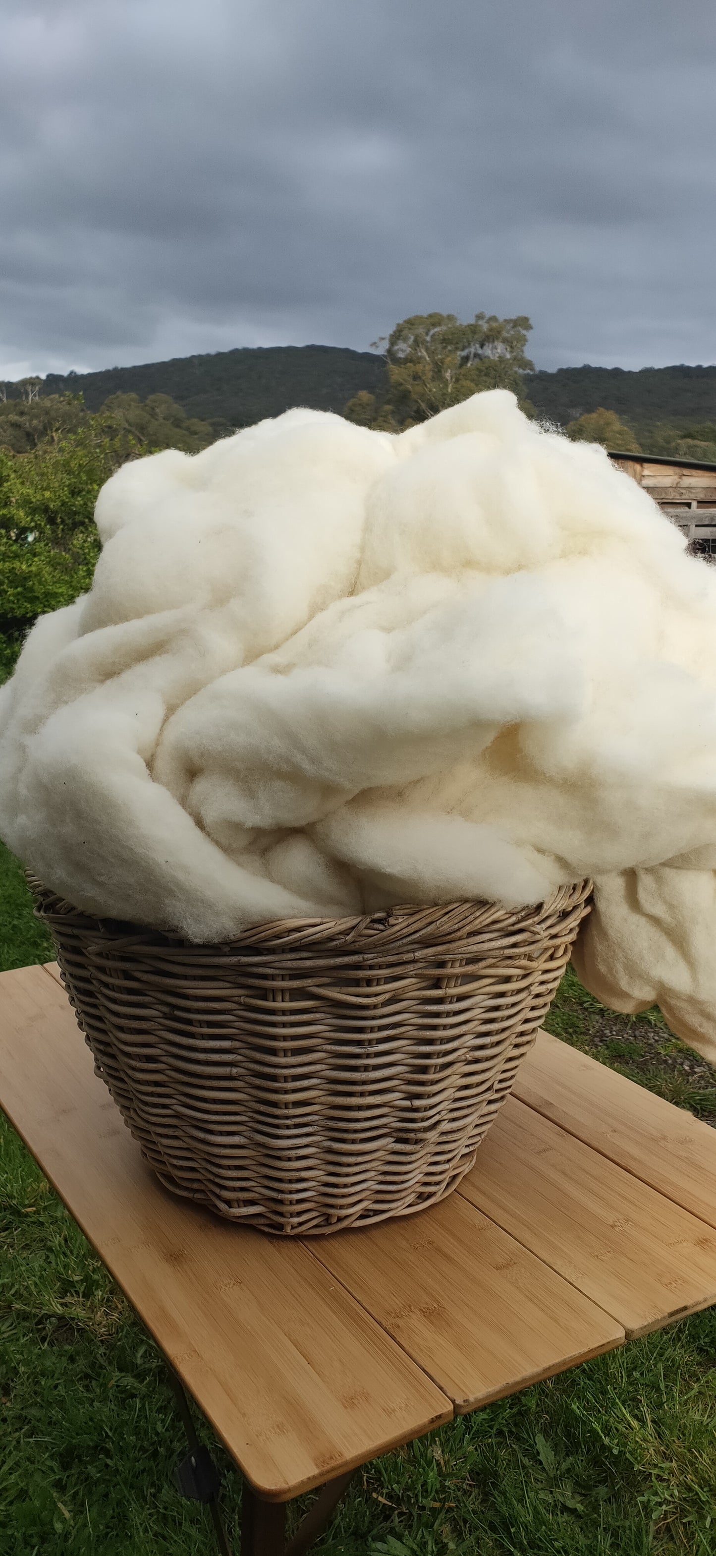 Carded Wool