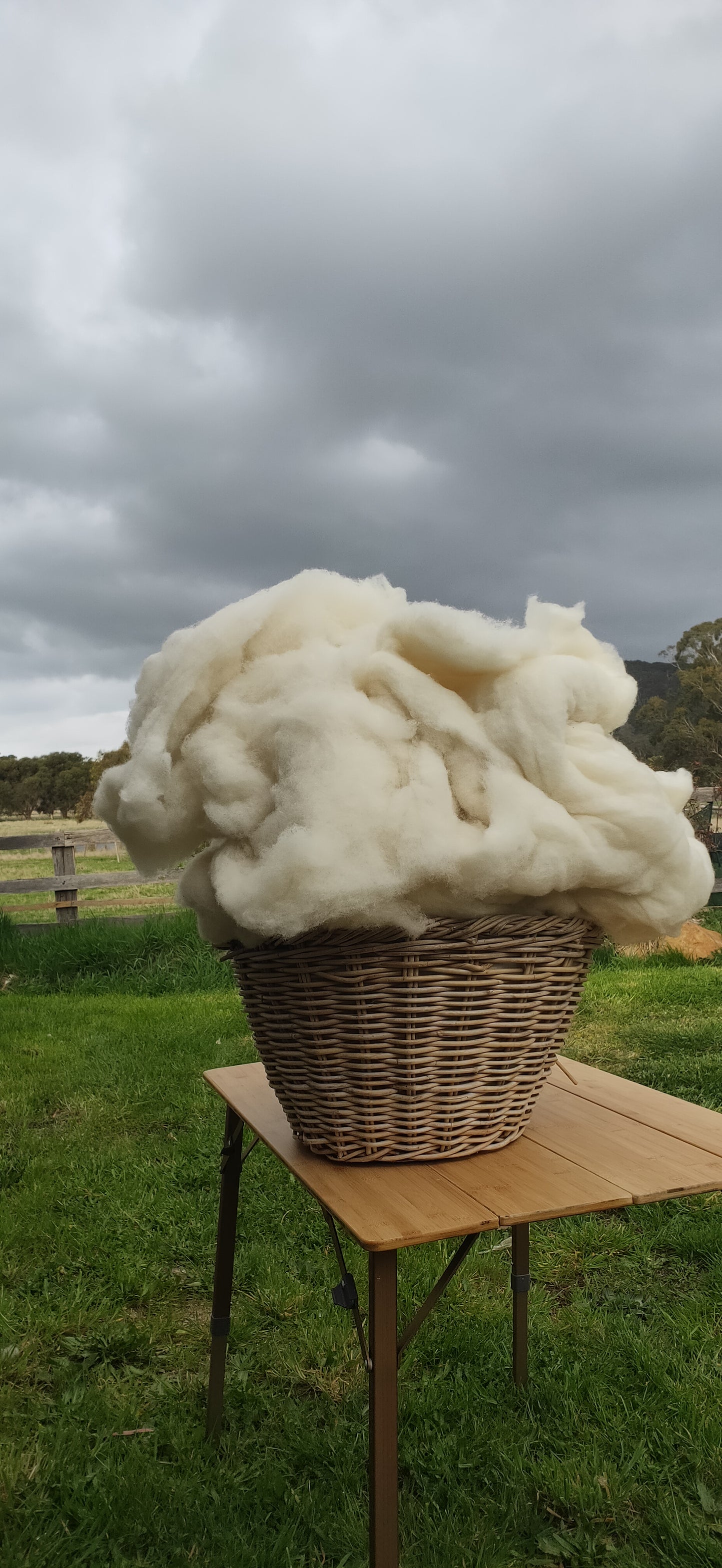 Carded Wool