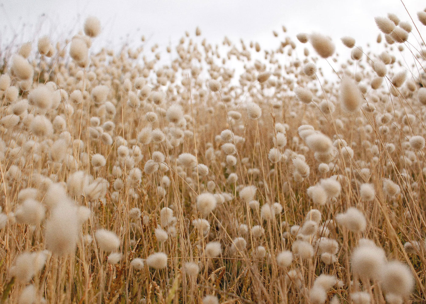 Raw Australian Cotton