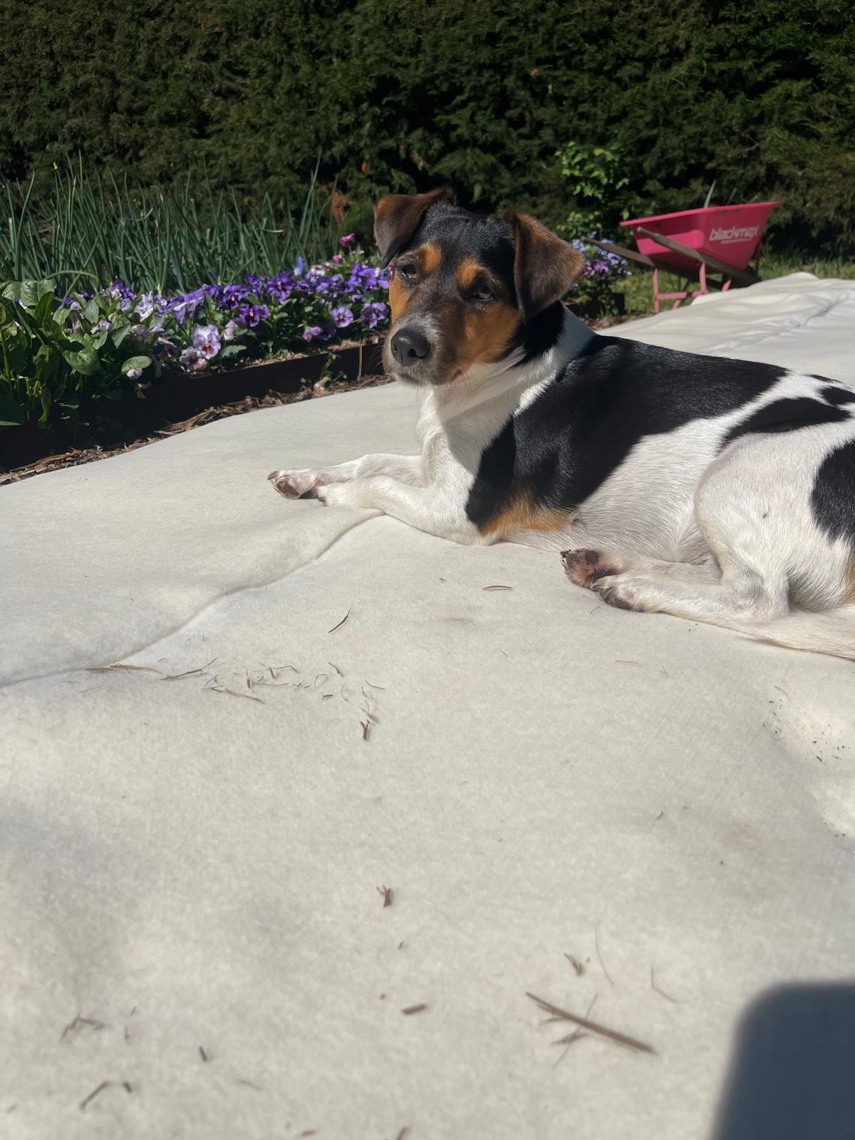 100% Wool Weed Matting - back in stock!!!