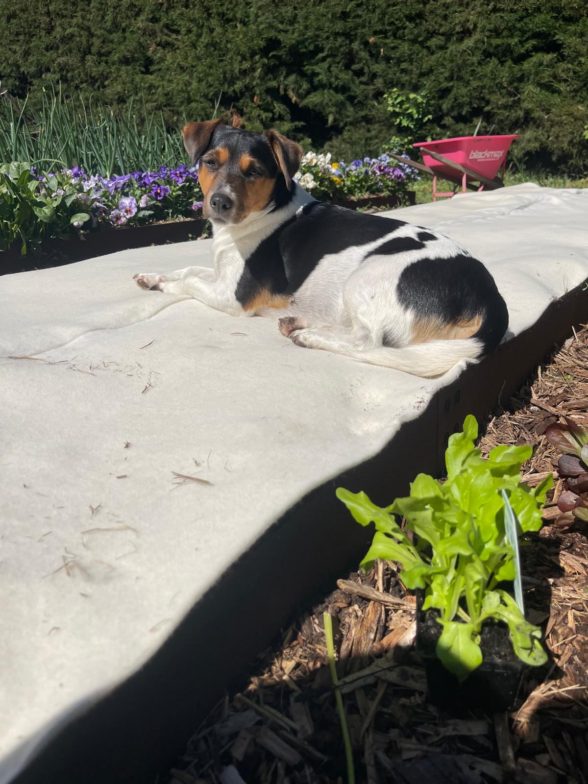 100% Wool Weed Matting