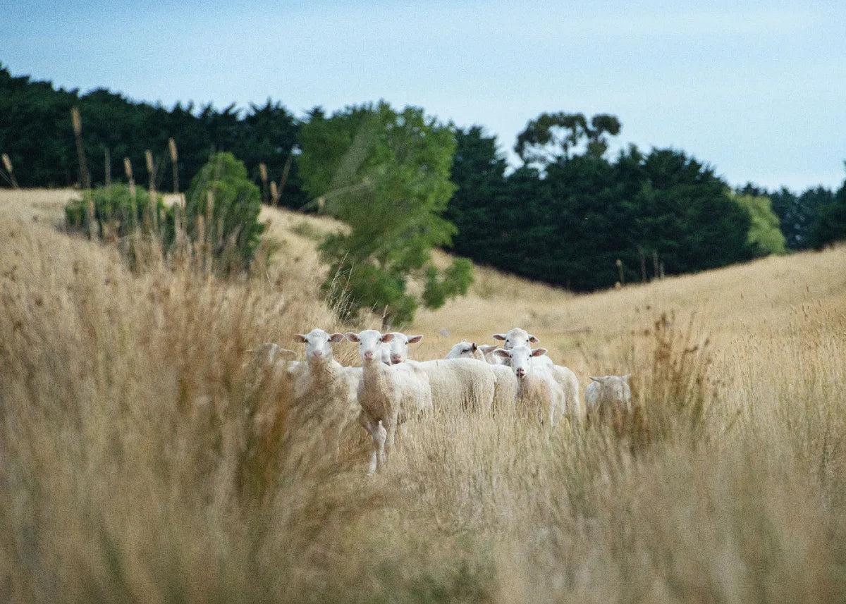 Wool Valley on my farm in Clarkefield