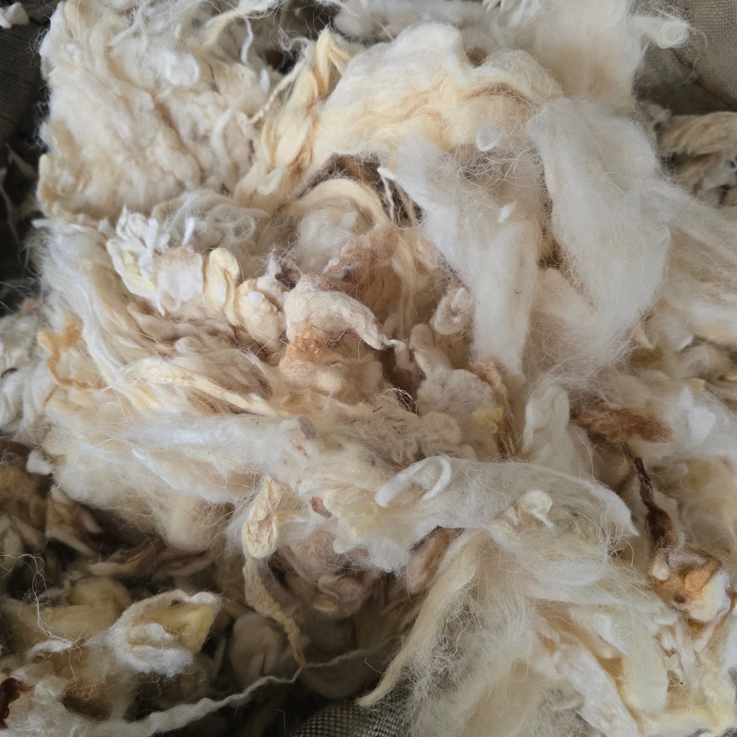 loose clean wool for gardens and dog beds