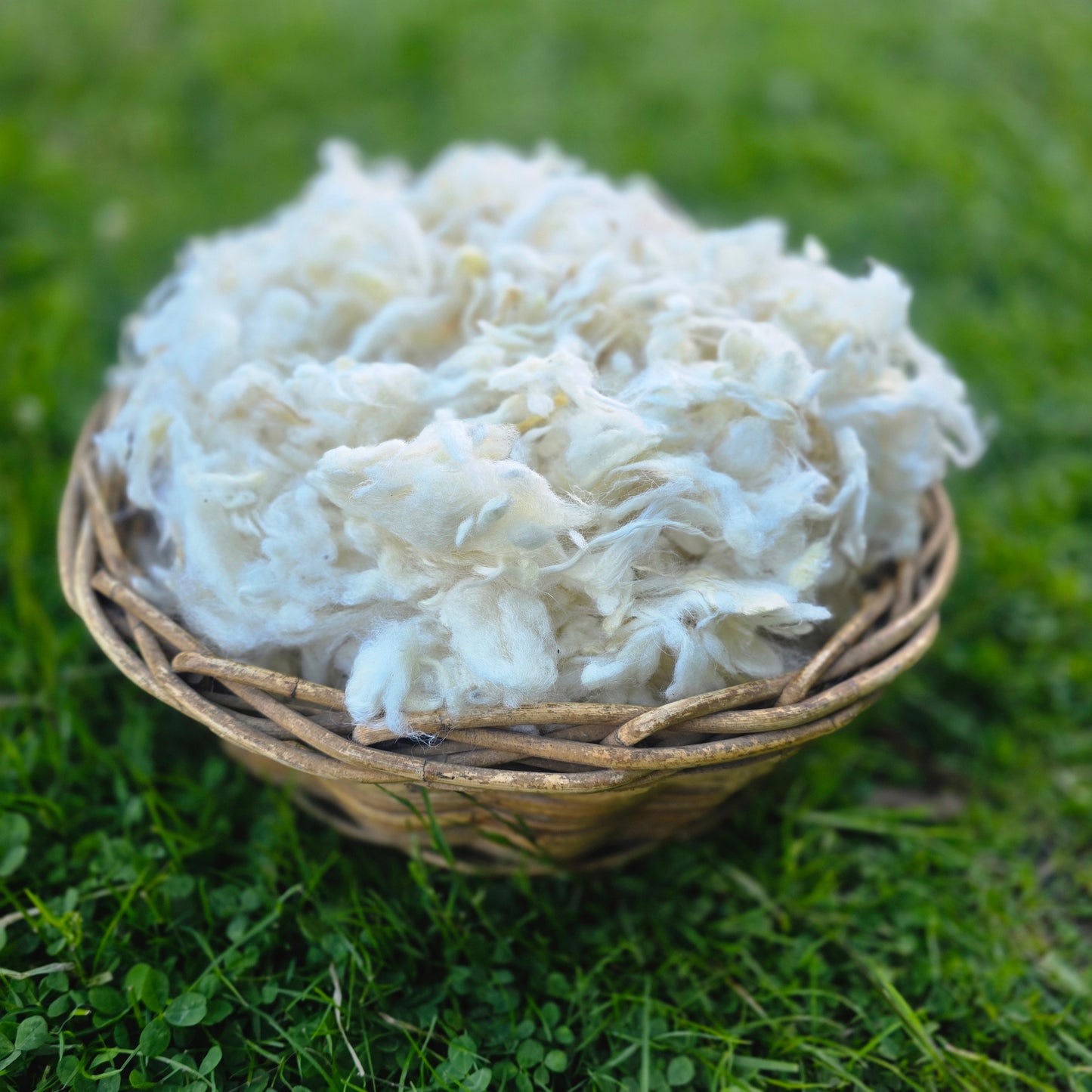 32 micron  Downs Wool