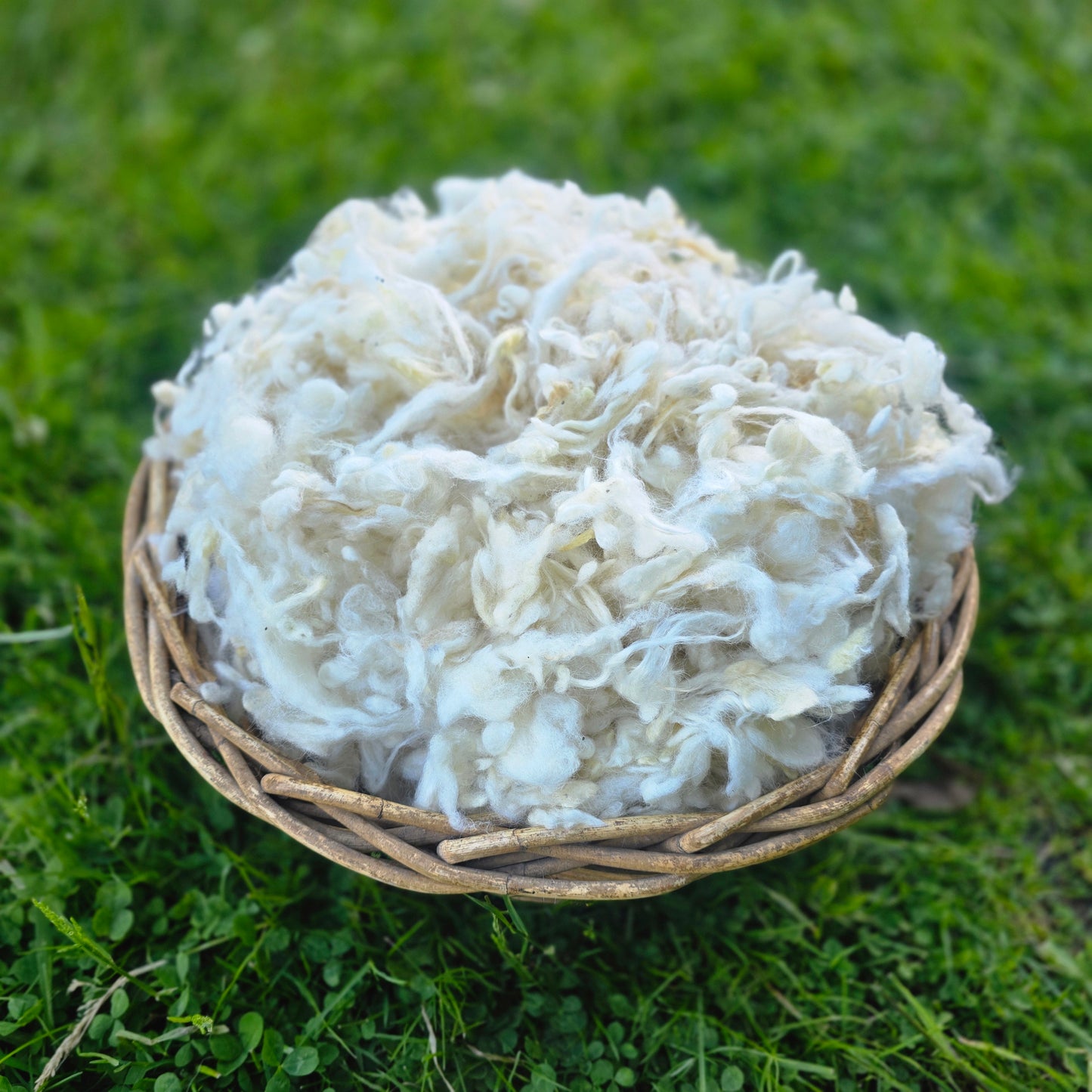 32 micron  Downs Wool