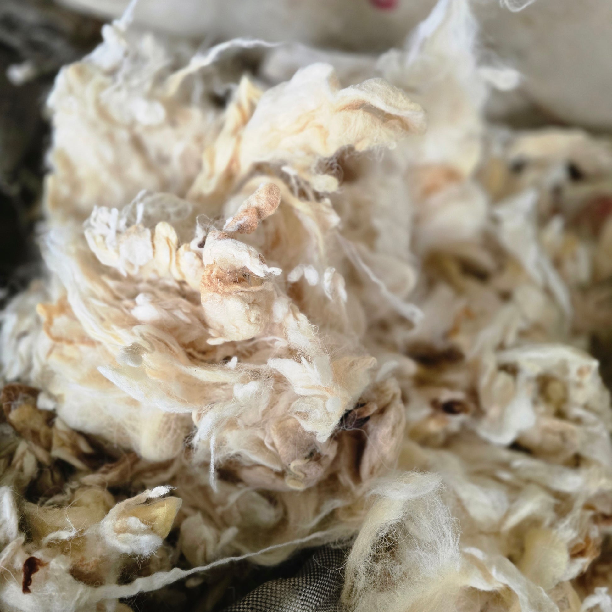loose clean wool for gardens and dog beds